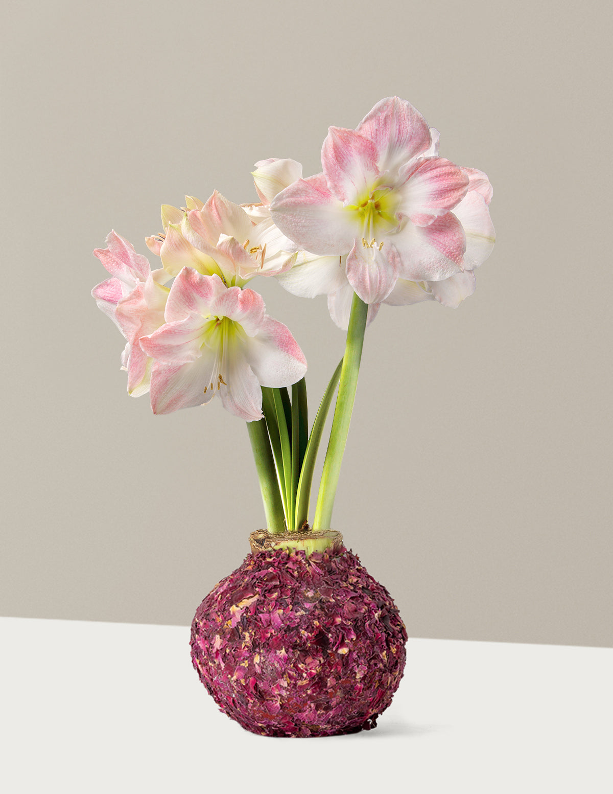 Вощеная лампочка амариллиса