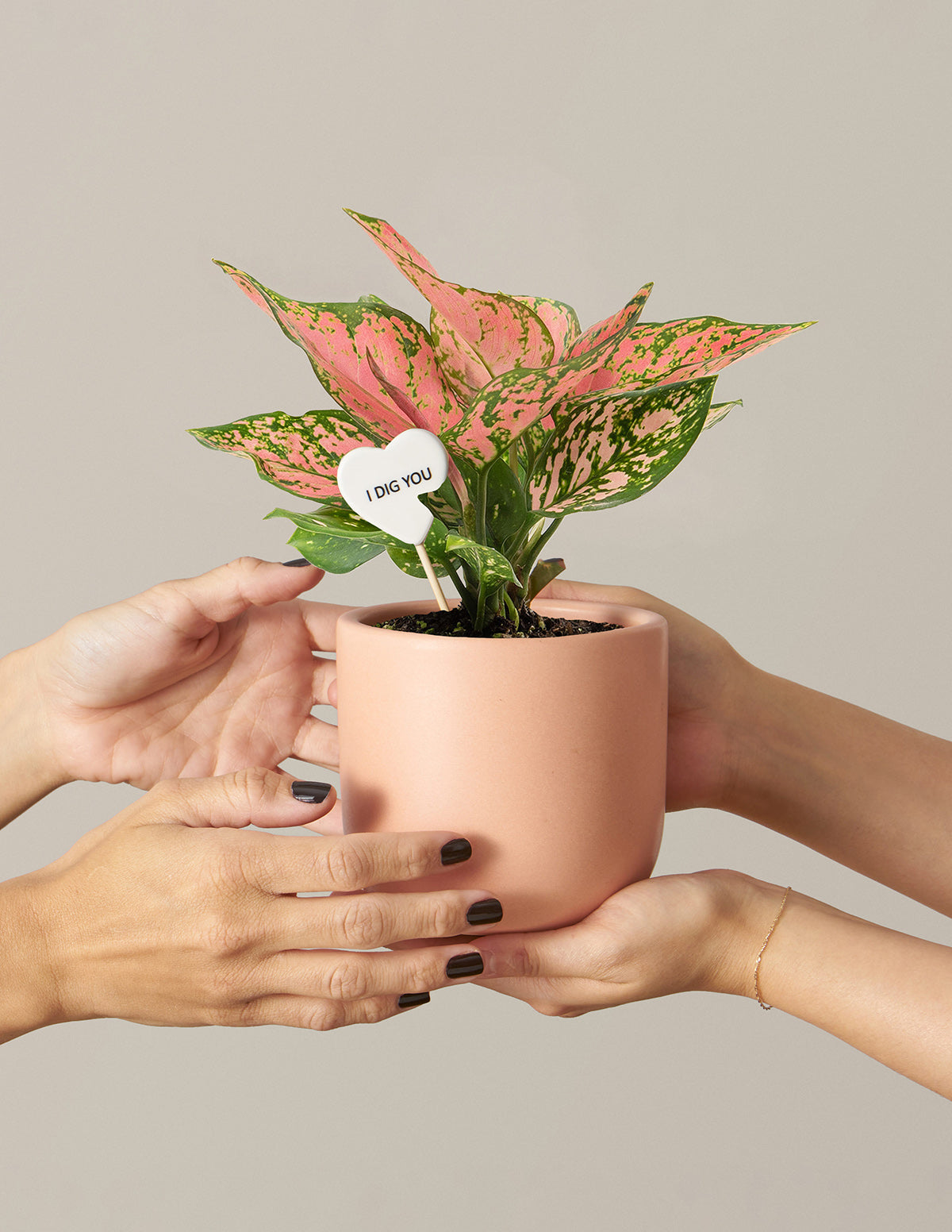 Пожелания Аглаонемы