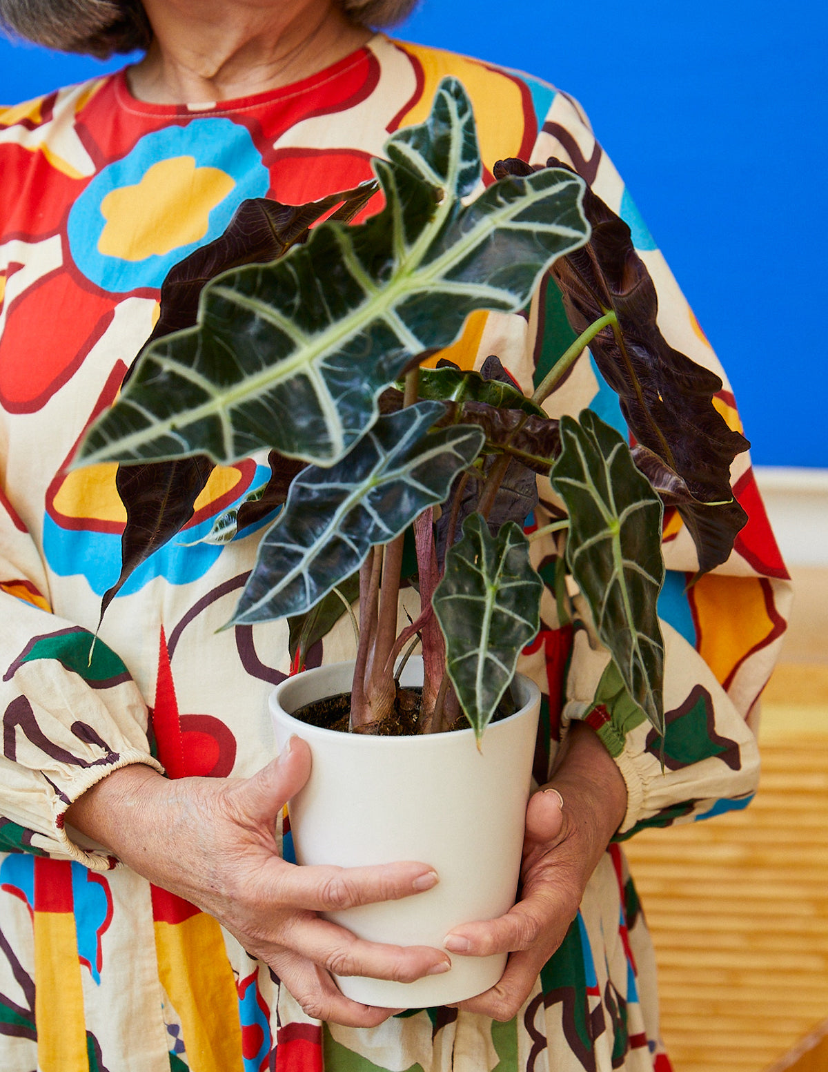 Алоказия амазонская