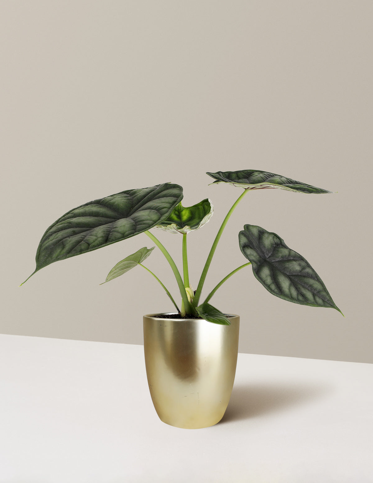 Алоказия Драконья чешуя