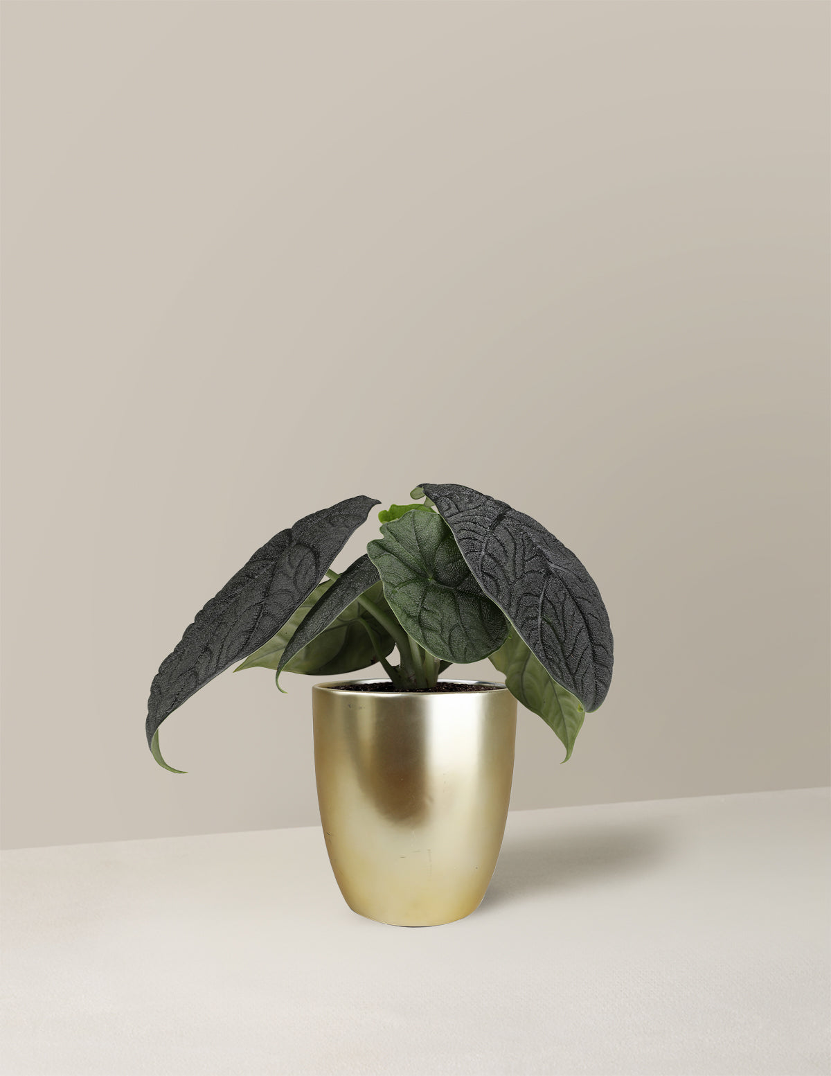 Алоказия Мело