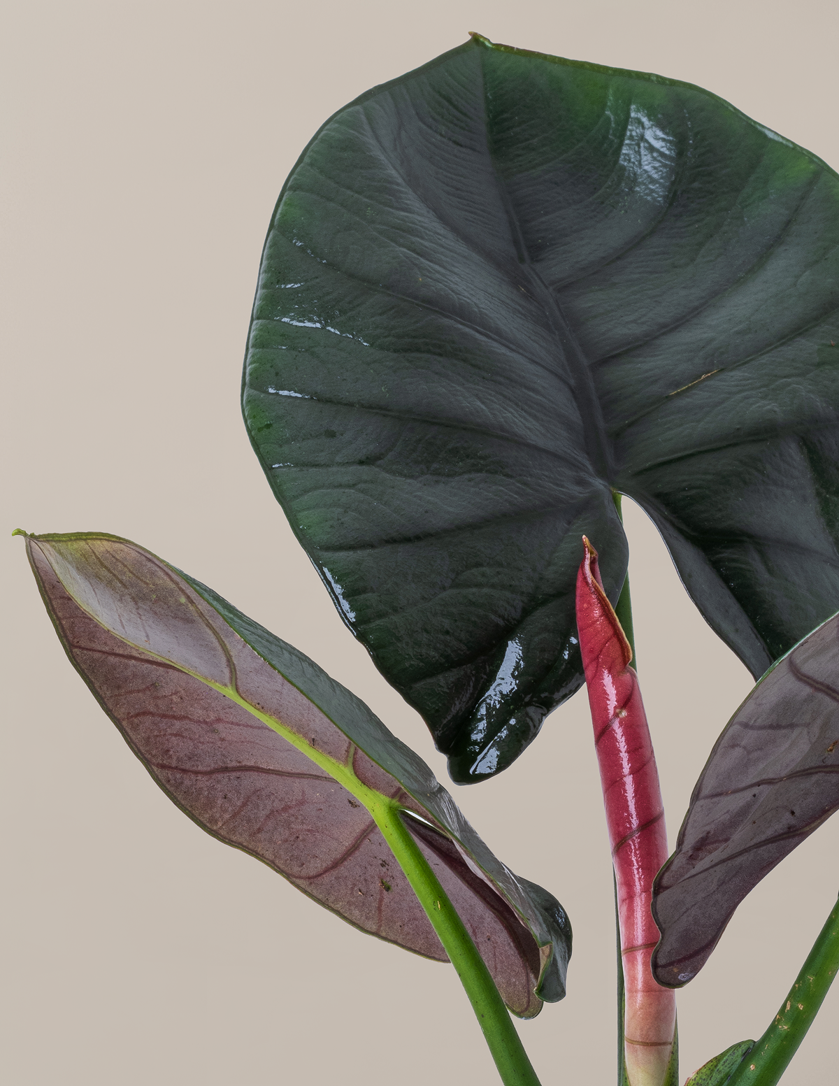 Алоказия Сильвер Бархат