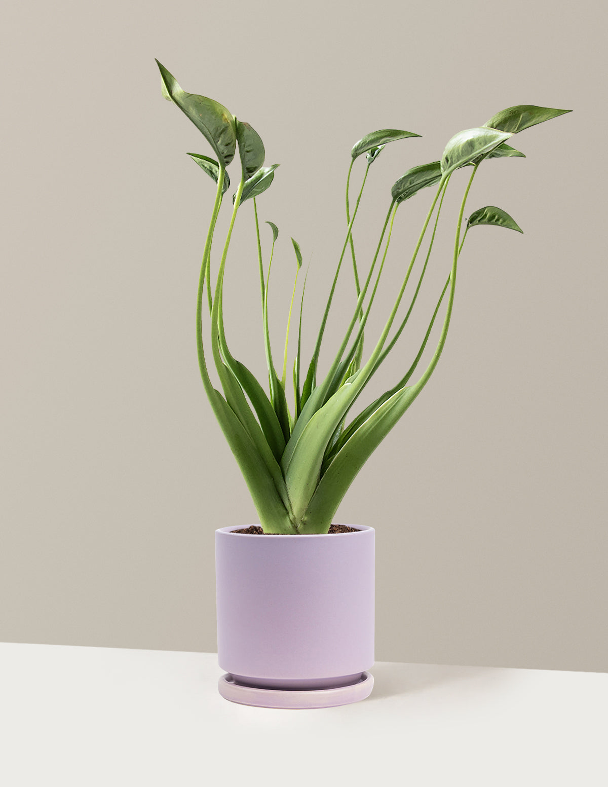 Алоказия крошечная танцовщица