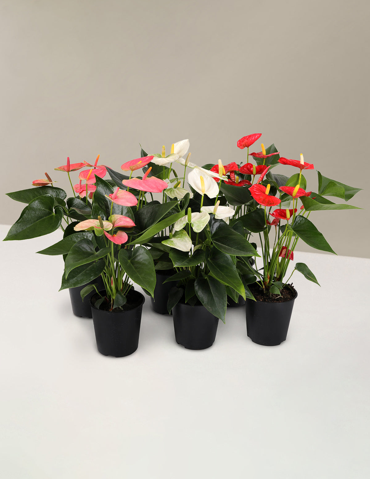 Красочный набор для вечеринки «Антуриум»