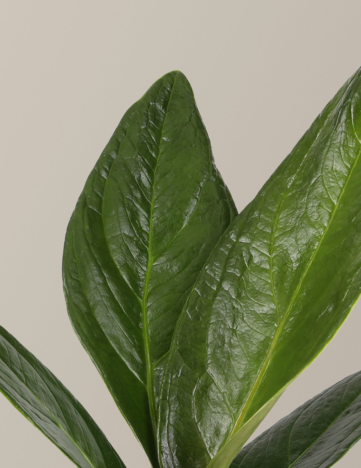 Антуриум Плаумании