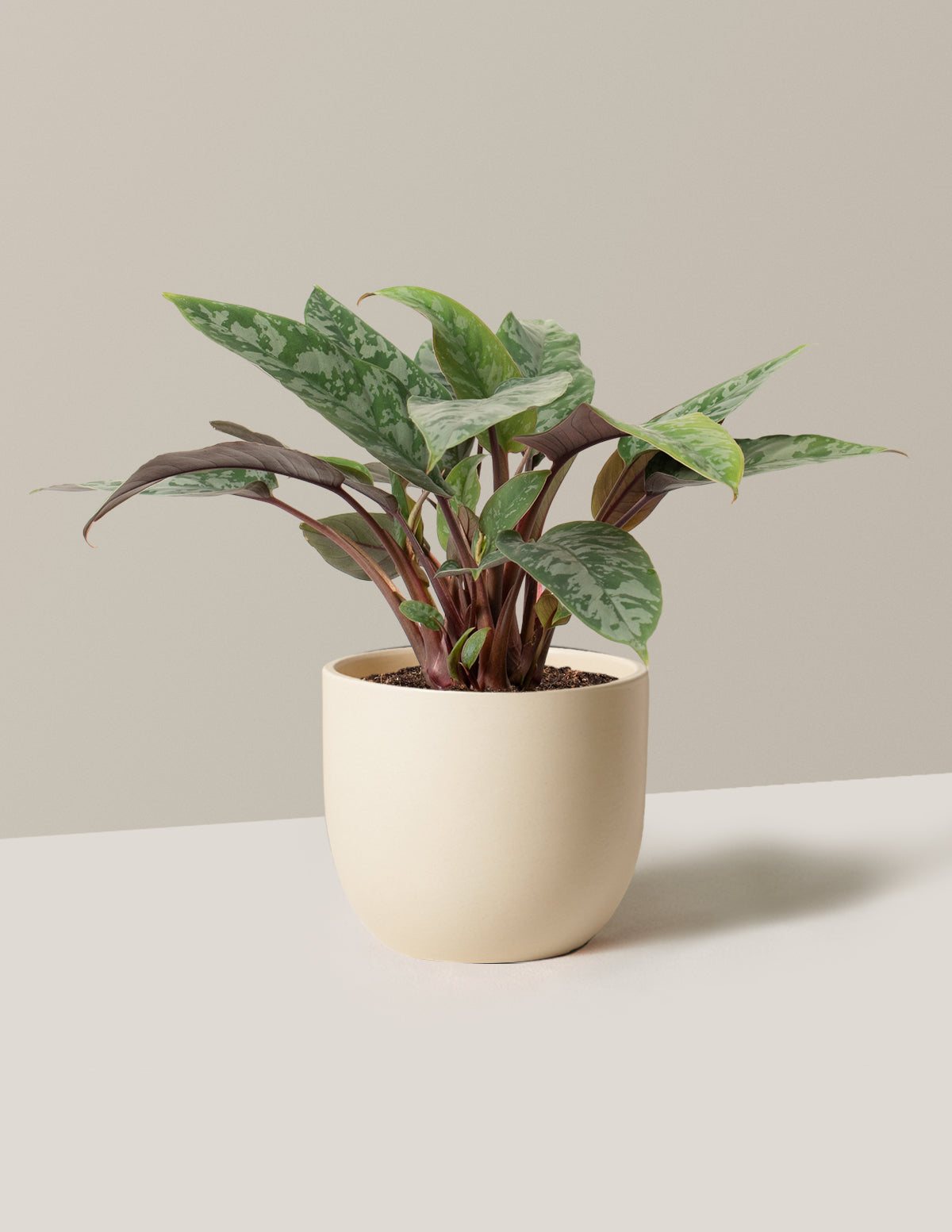 Апобаллис Лаваллаи