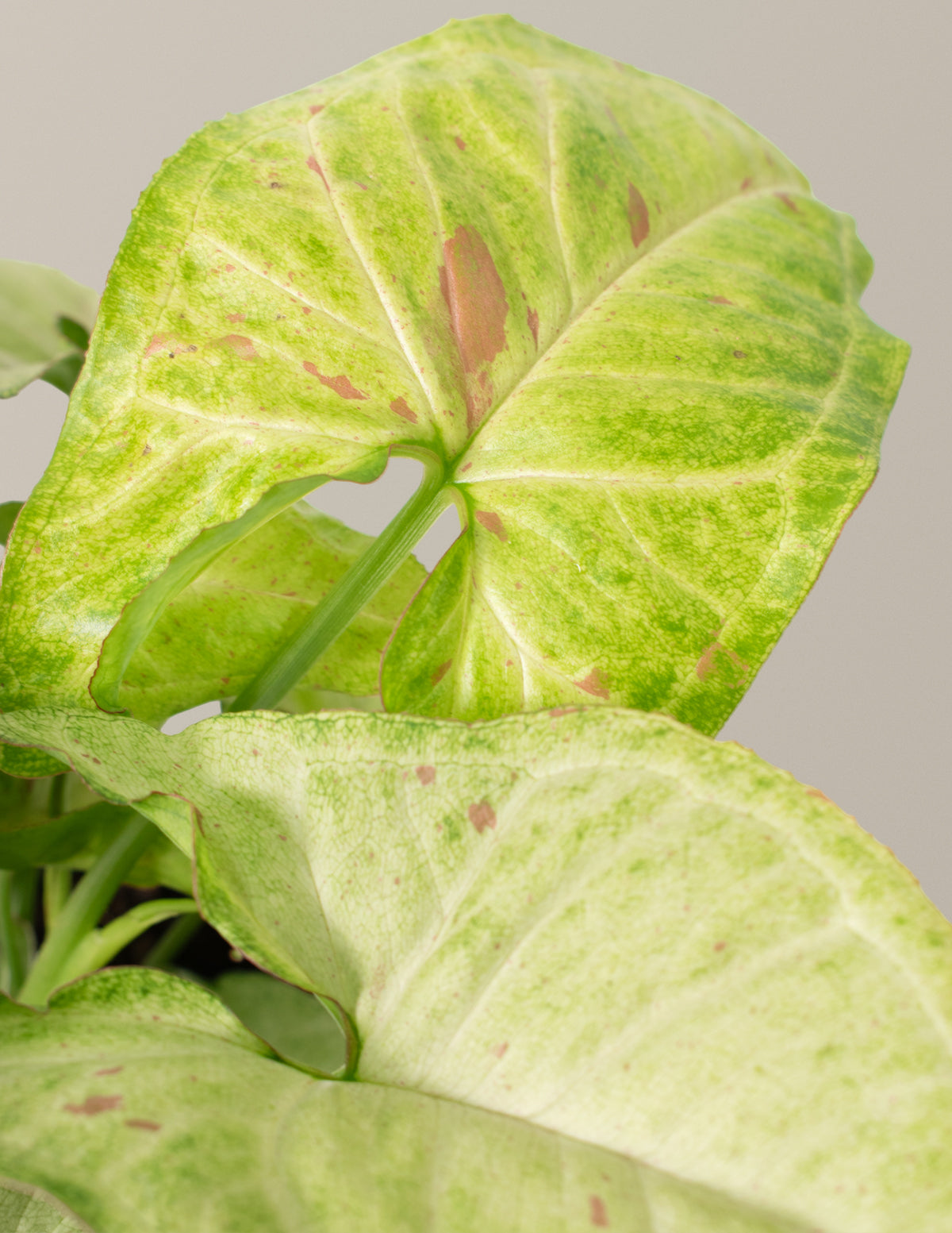 Стрела Конфетти