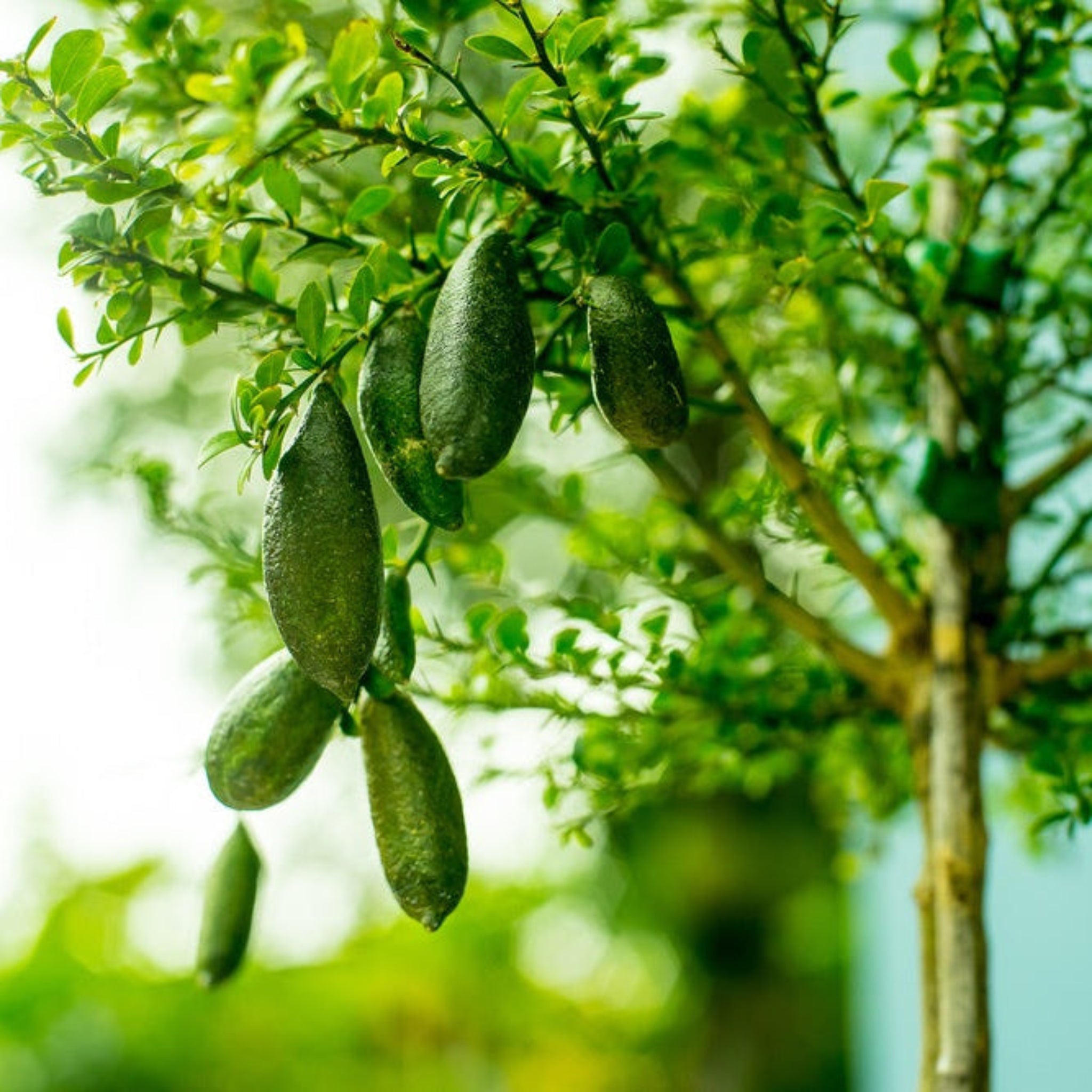 Австралийская пальчатая липа