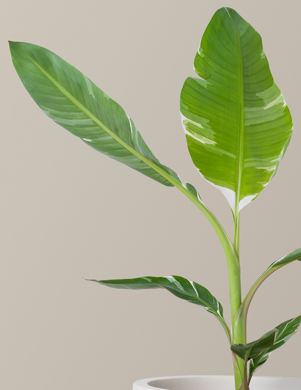 Пестрый банан Муса