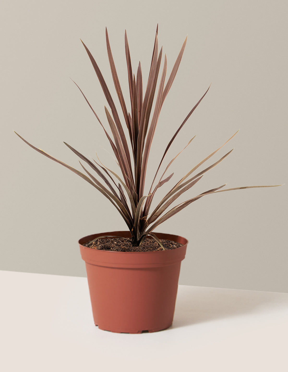 Кордилина Бауэра