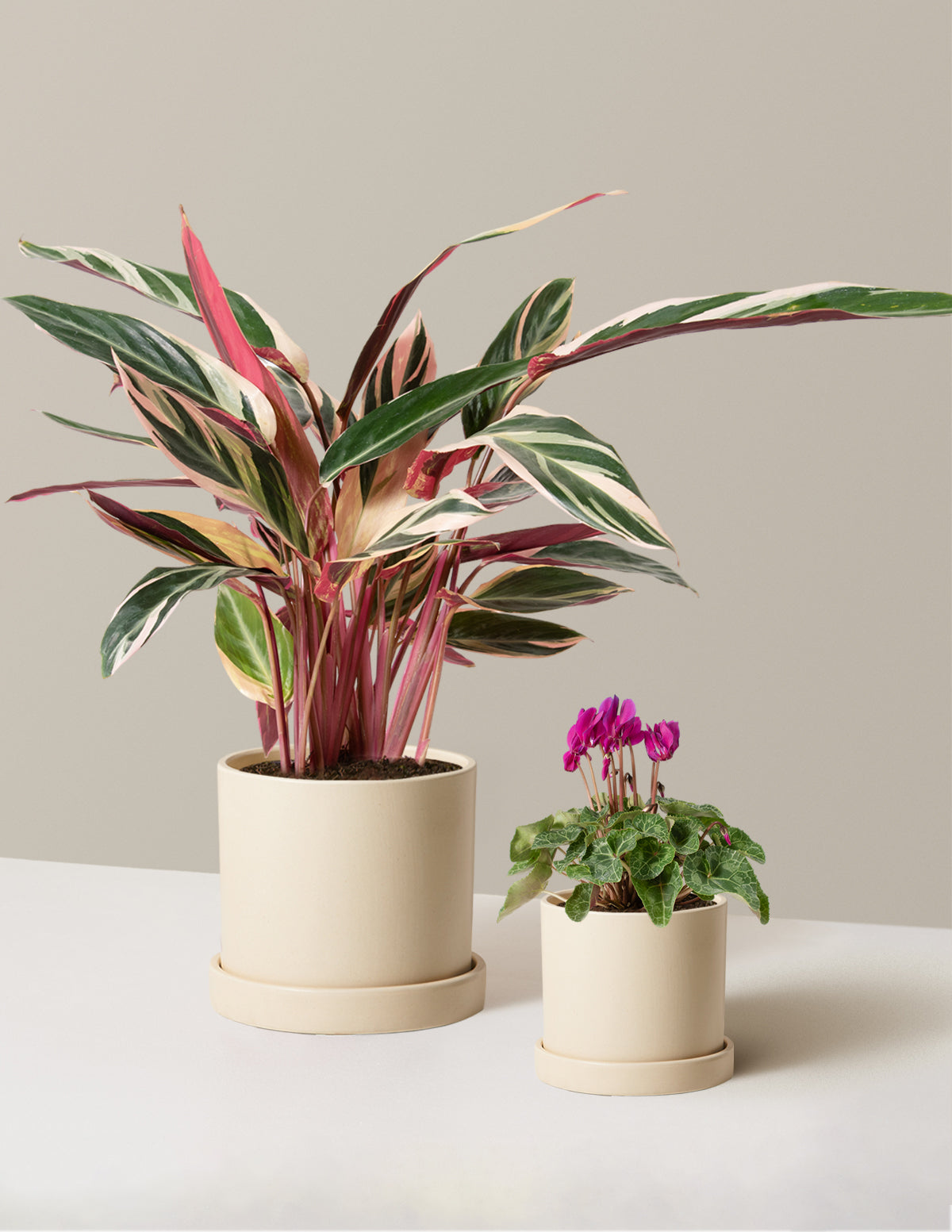 Будь моим дуэтом ко Дню святого Валентина