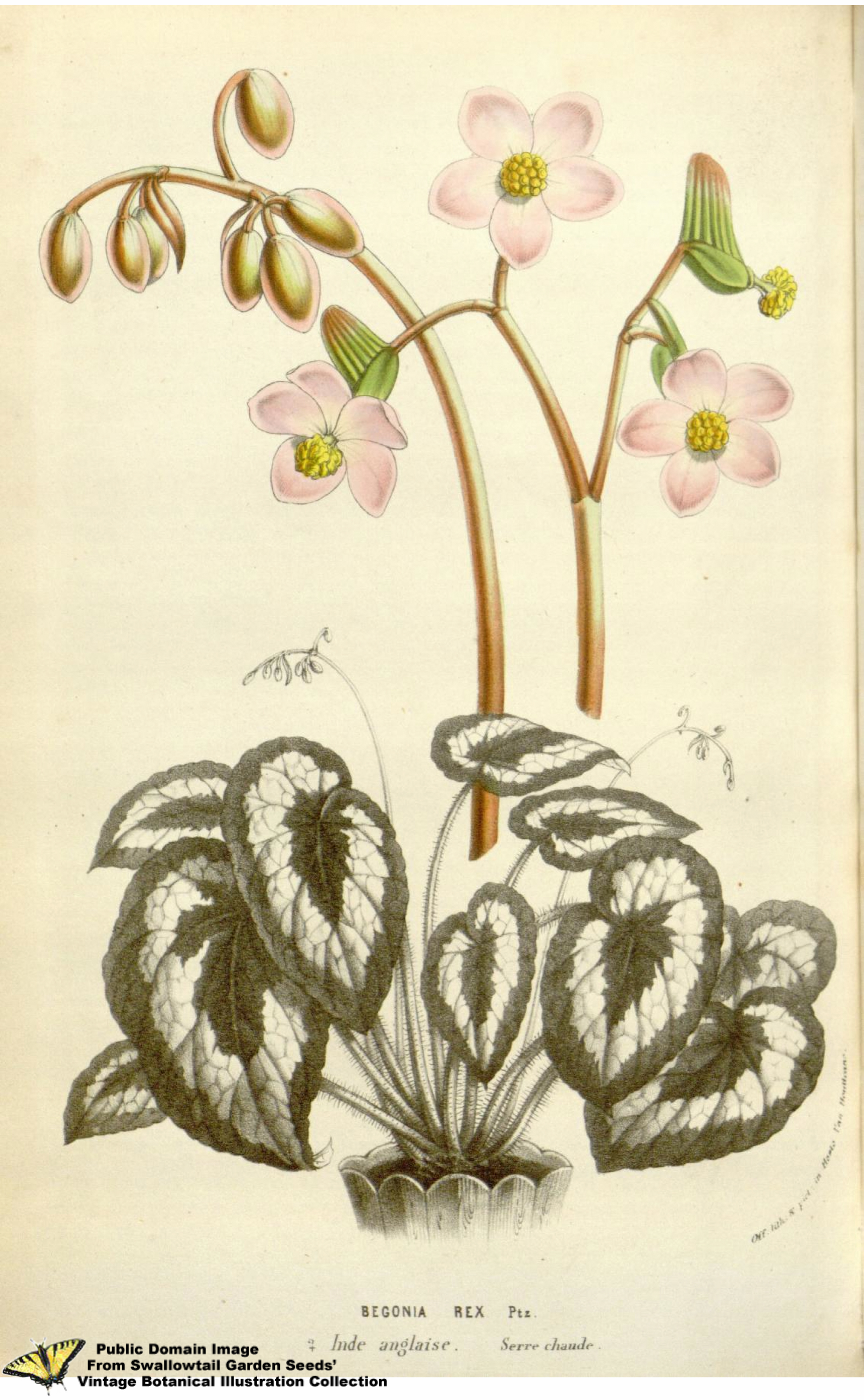 Бегония рекс