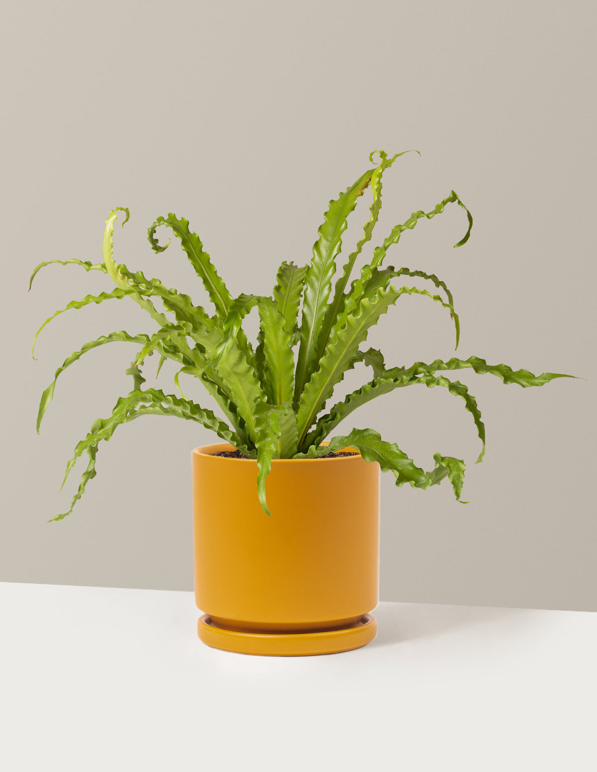 Папоротник «Птичье гнездо»