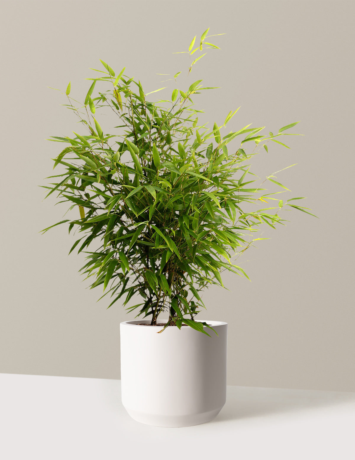 Черный бамбук