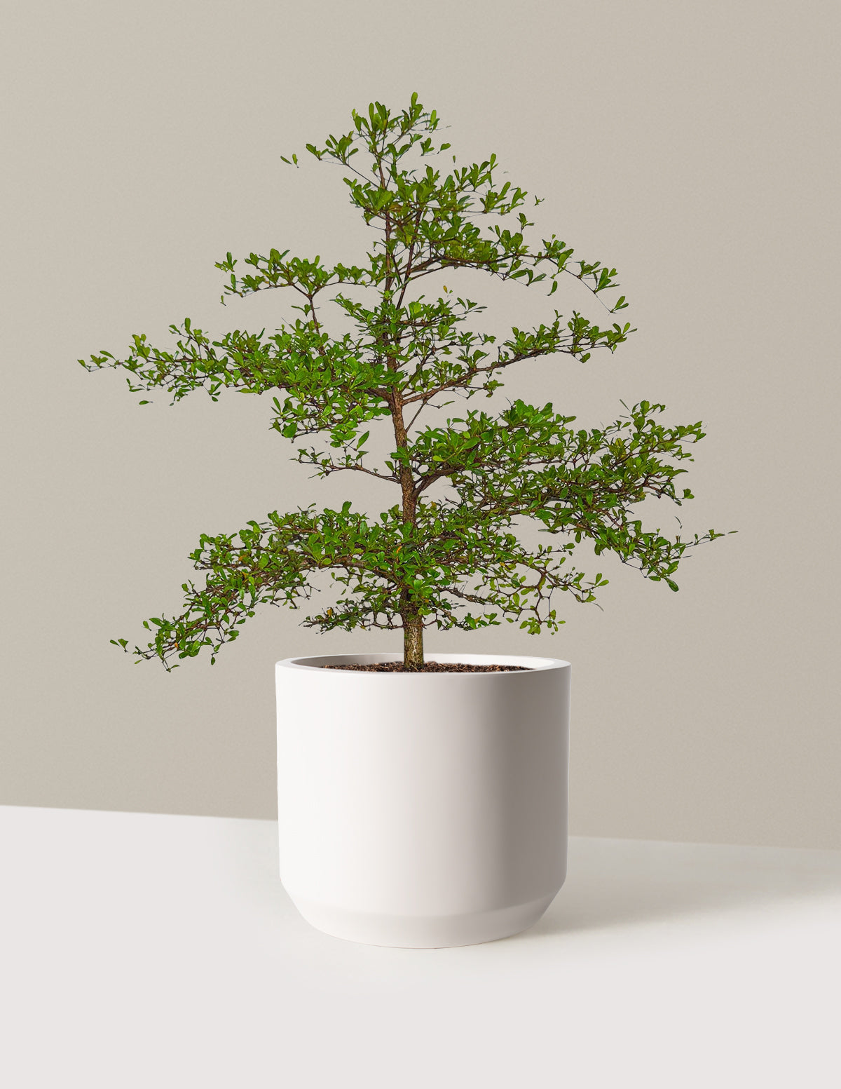 Черная оливковое дерево