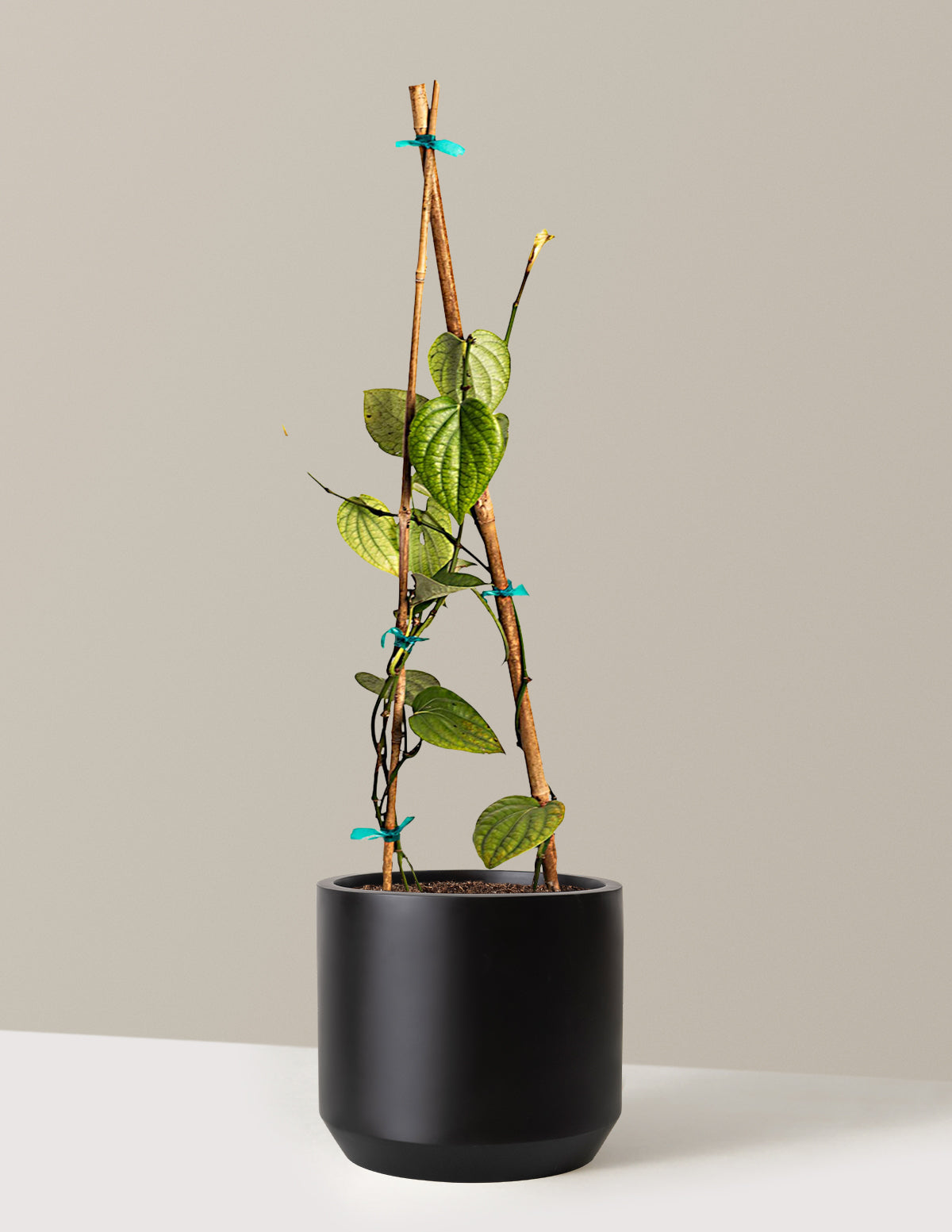 Завод черного перца