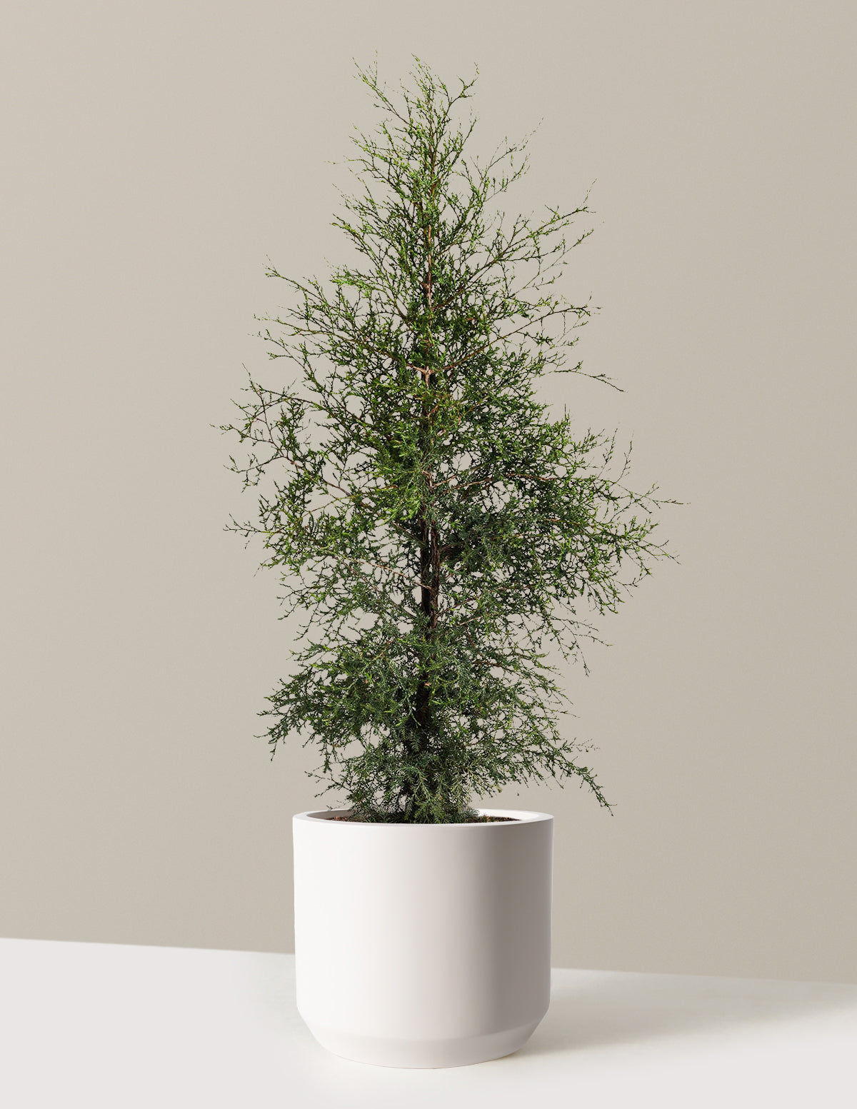 Броди Восточный красный кедр