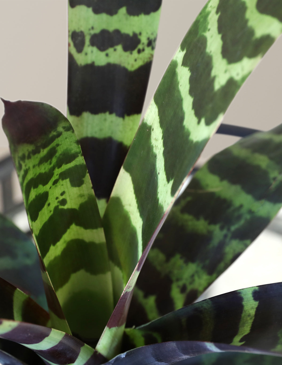 Бромелия Спленриет