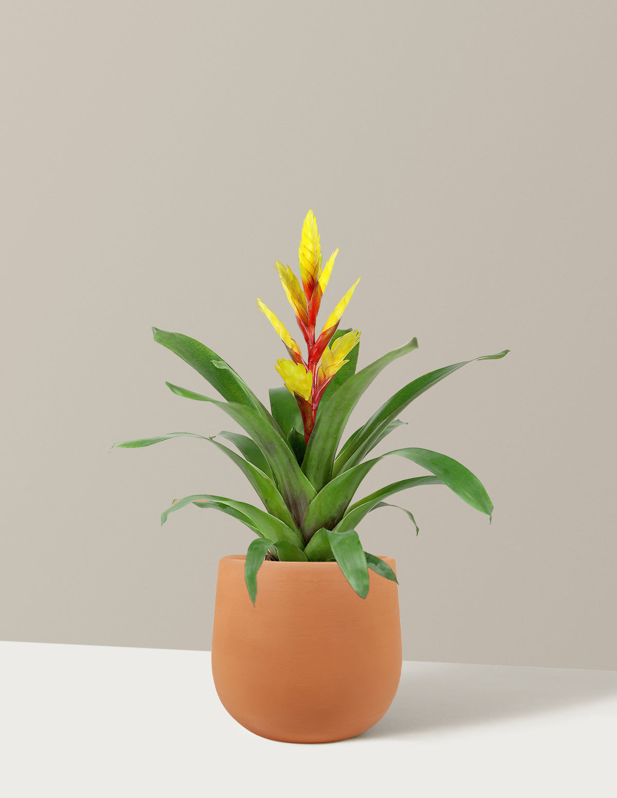 Бромелия Vriesea Evita Желтая