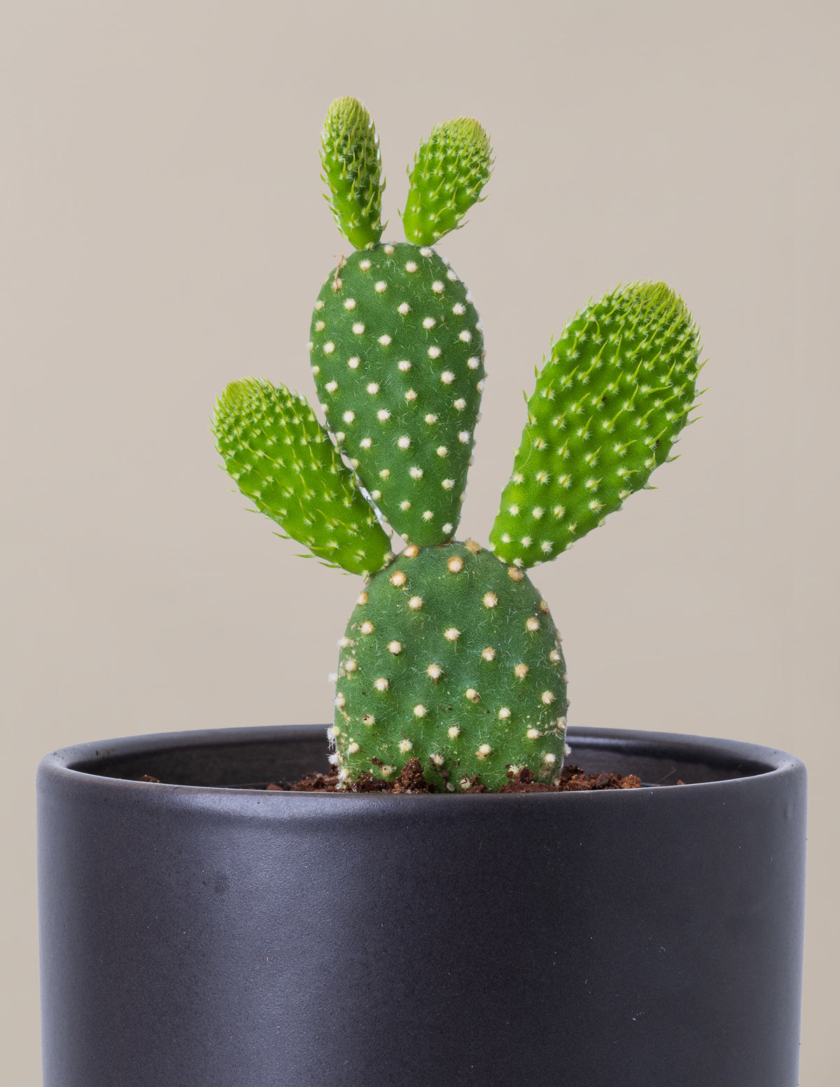 Зайчик Кактус