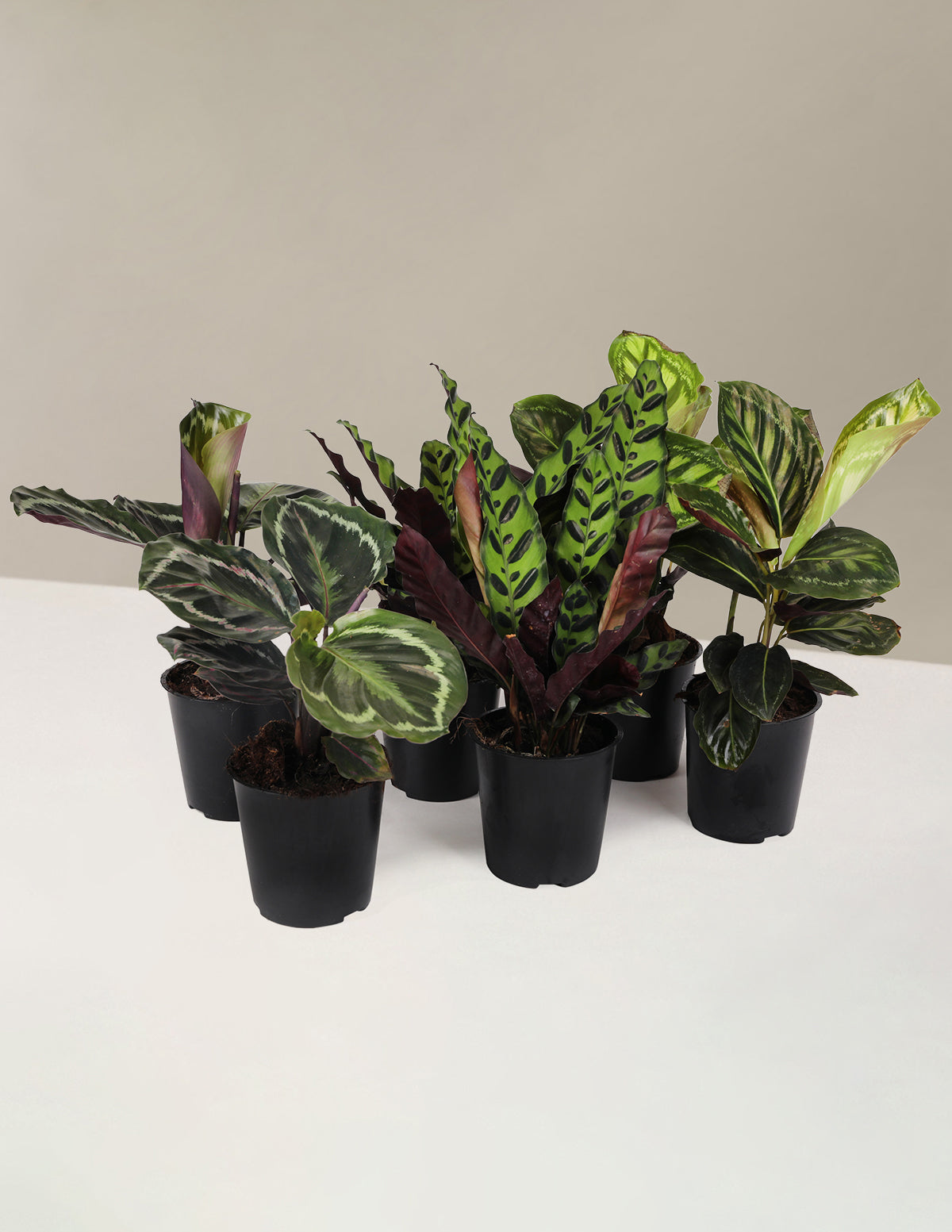 Набор для вечеринки с узором Калатея