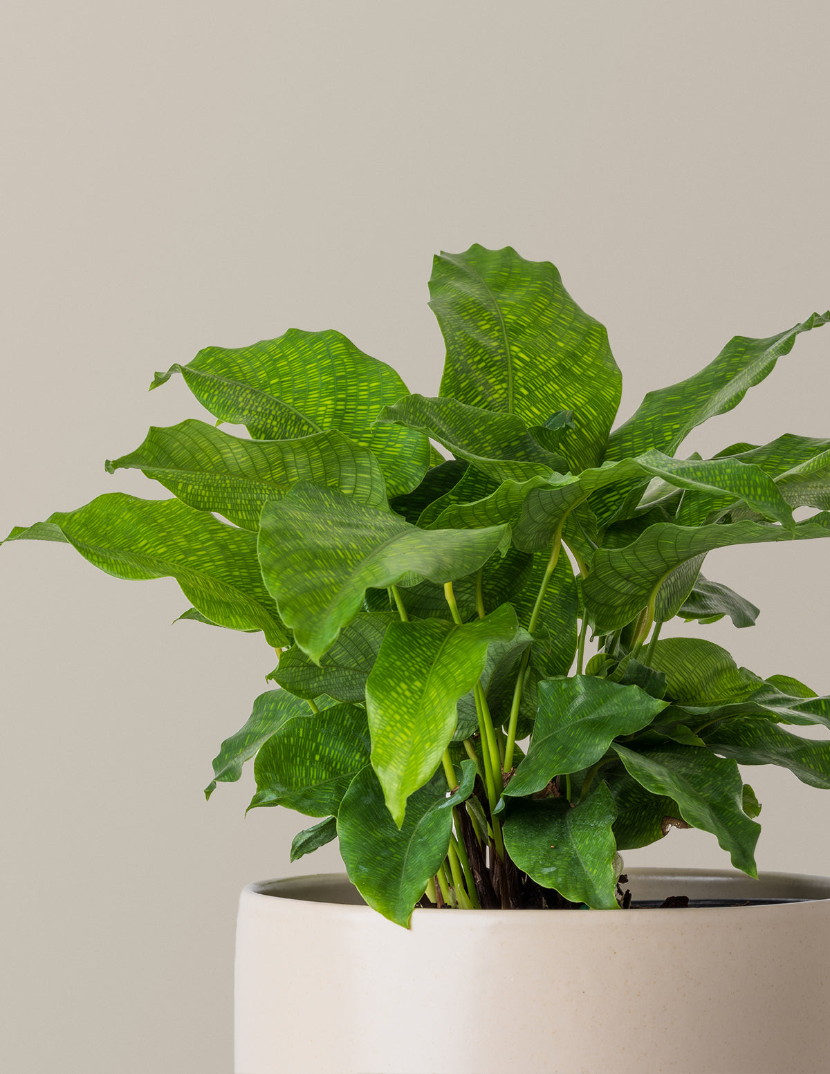 Сеть Калатеи