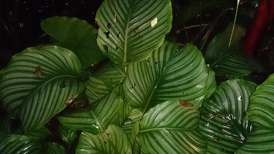 Калатея орбифолия