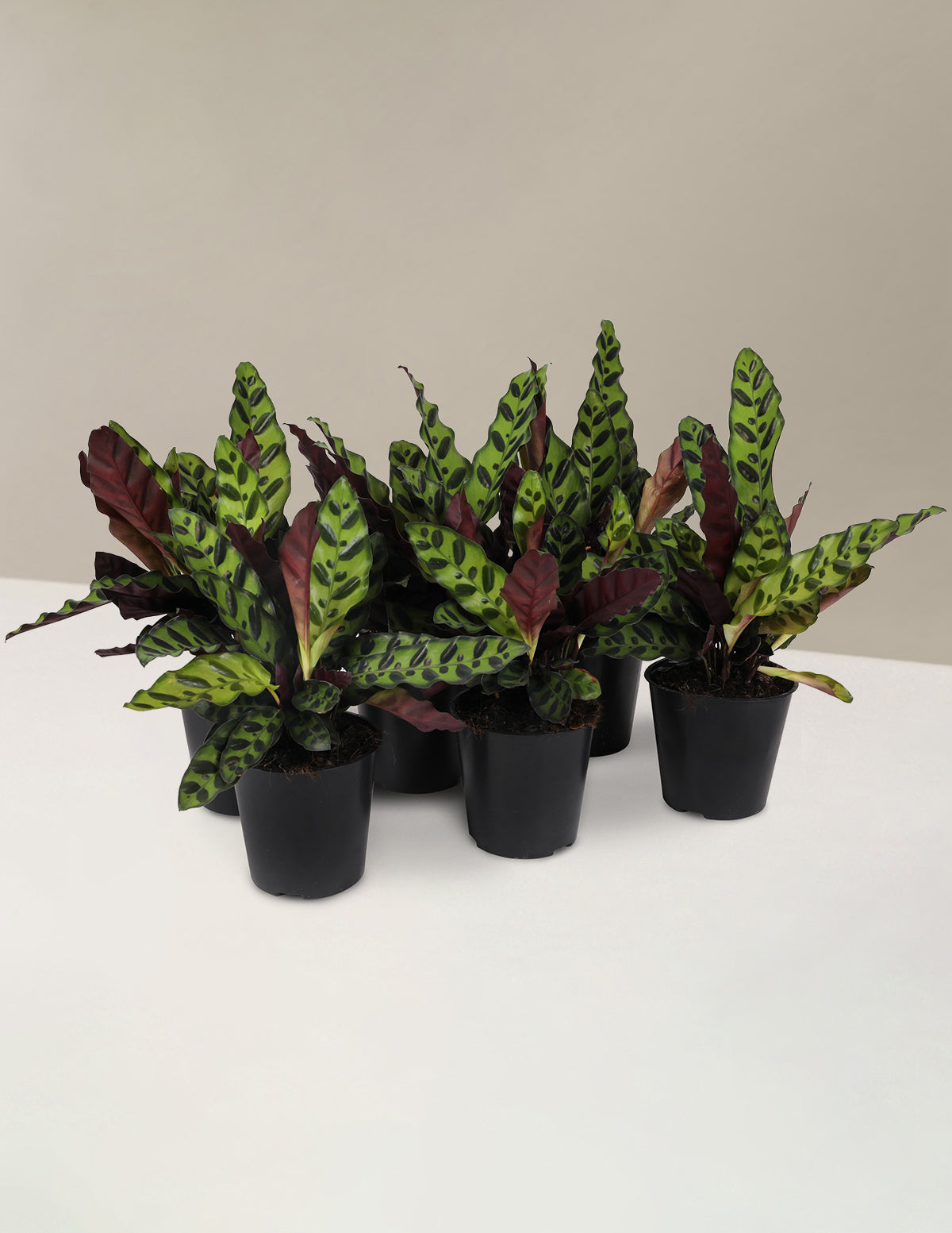 Набор для вечеринки «Калатея гремучая змея»