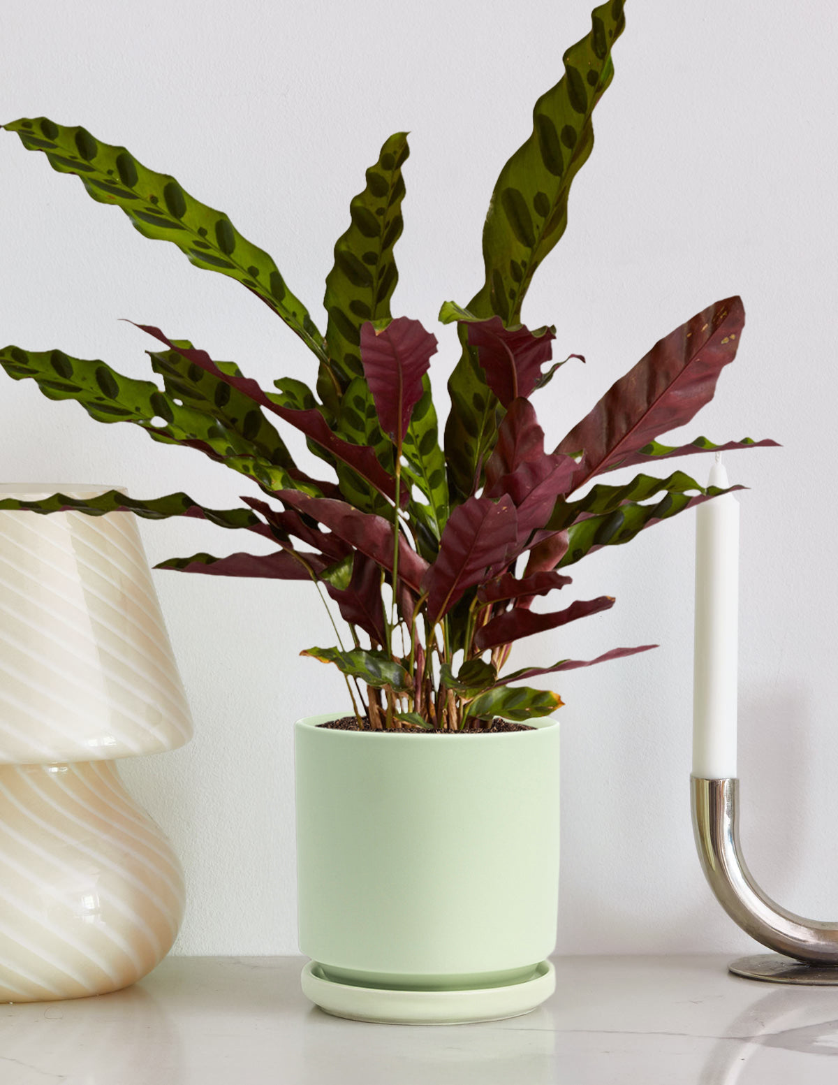 Калатея Гремучая Змея