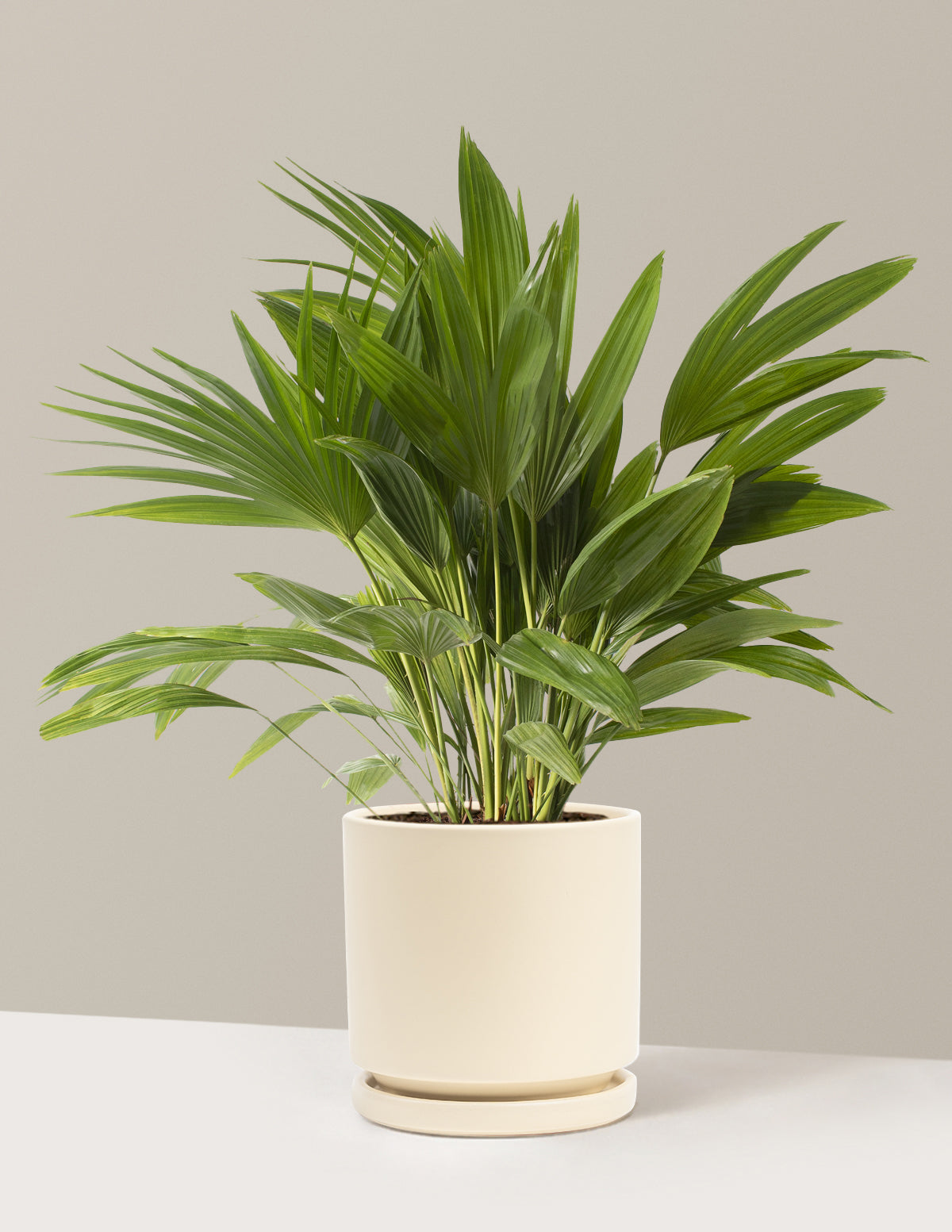 Веерная пальма