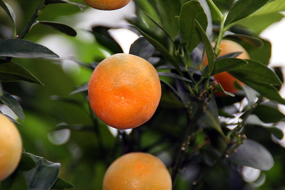 Каламондин