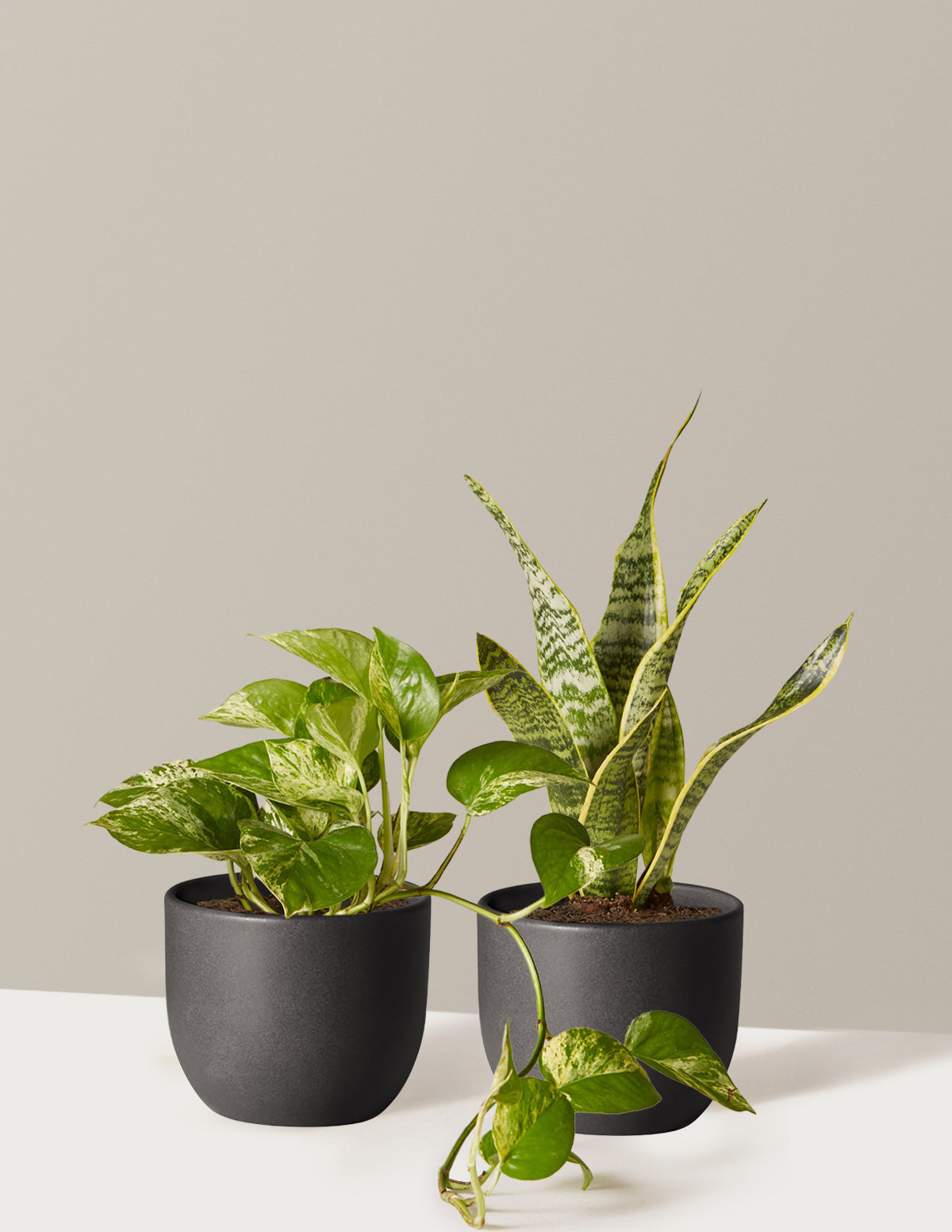 Классический дуэт