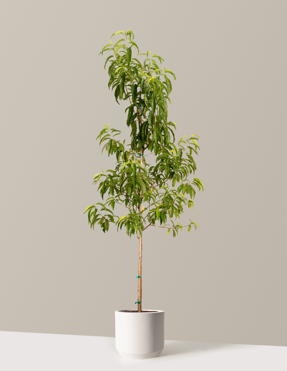 Претендент Персик