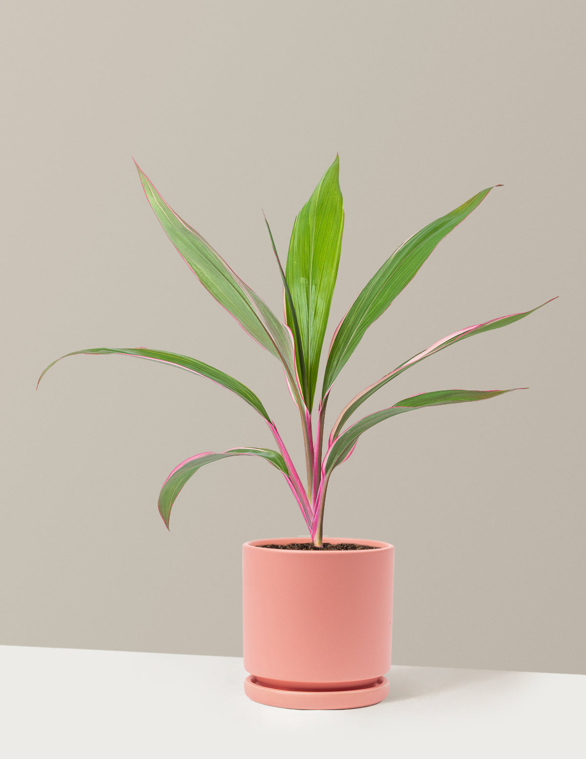 Кордилина Розовый Бриллиант