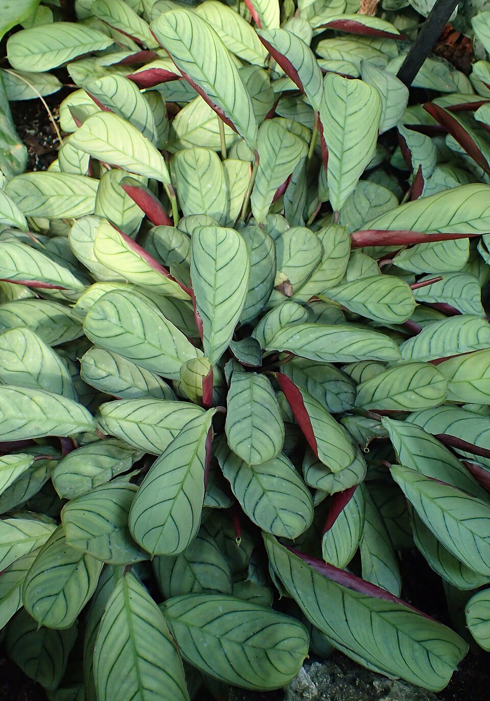 Ктенанта Бурле-Маркса