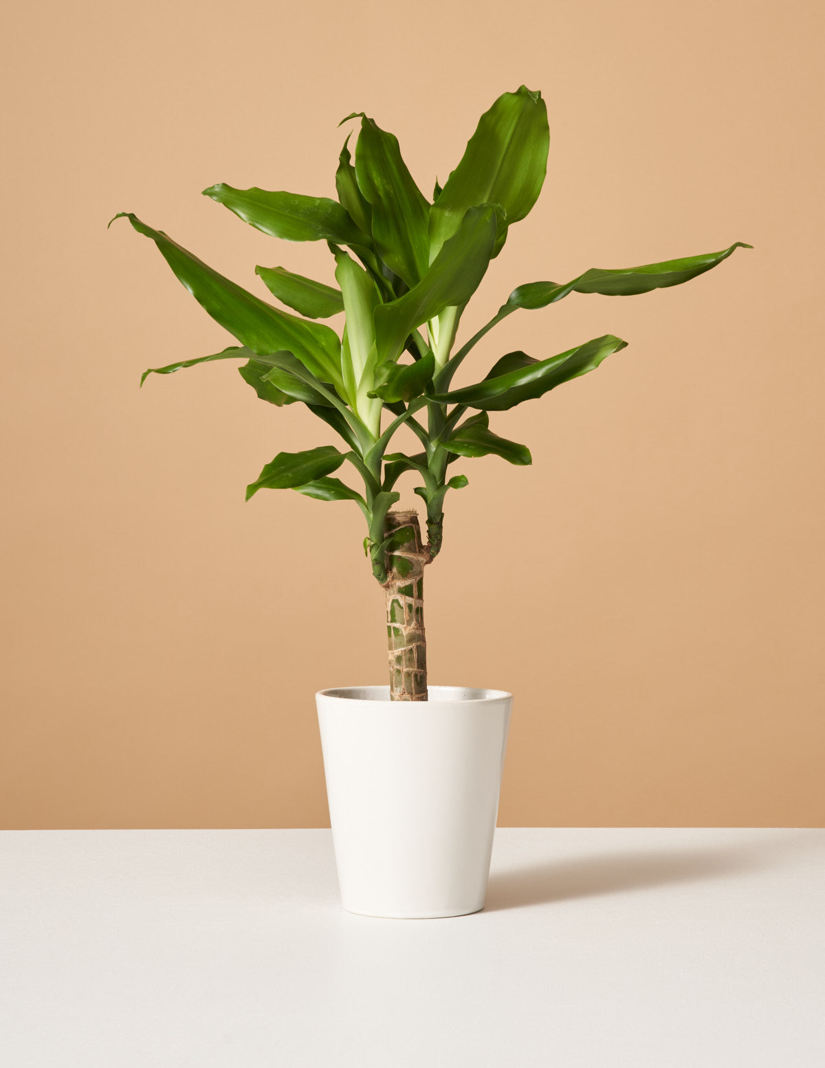 Драцена Фрагранс зеленая