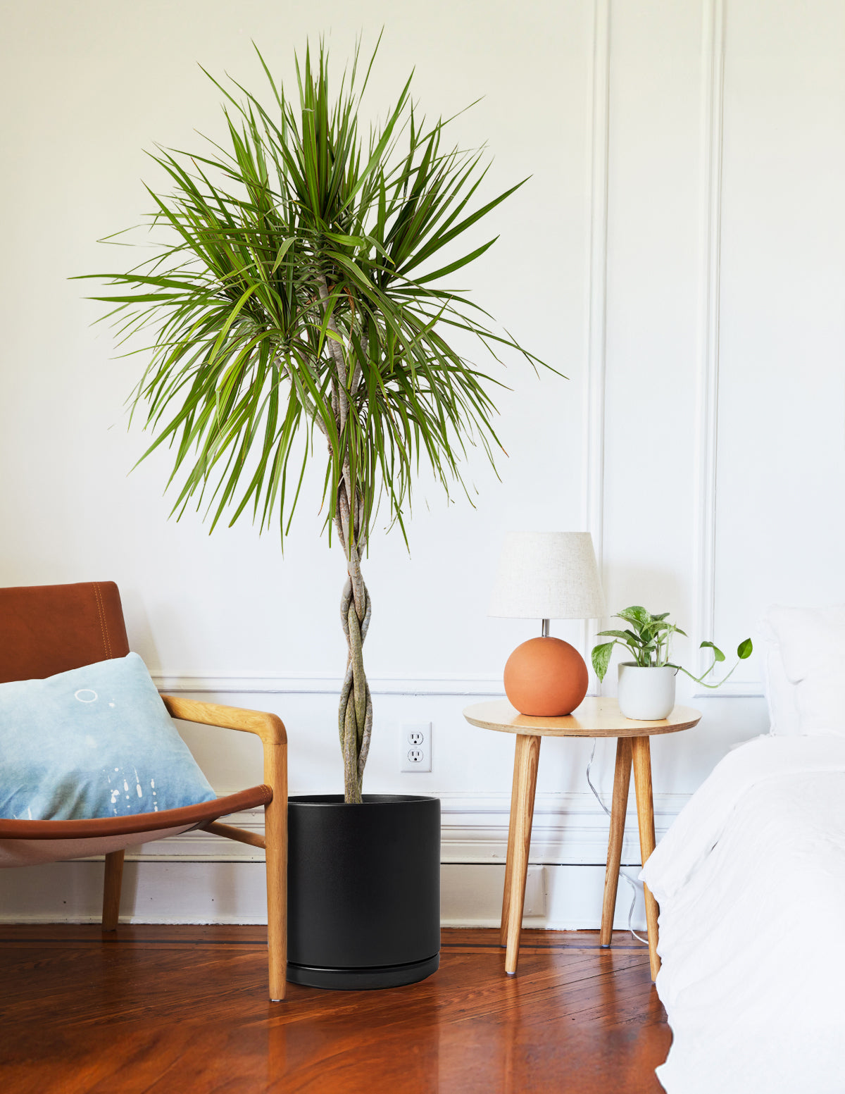 Драцена маргината плетеная