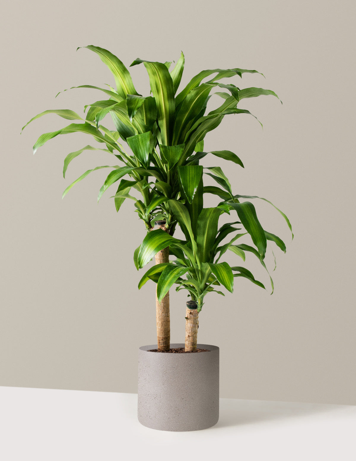 Большая дроцена Массовая трость