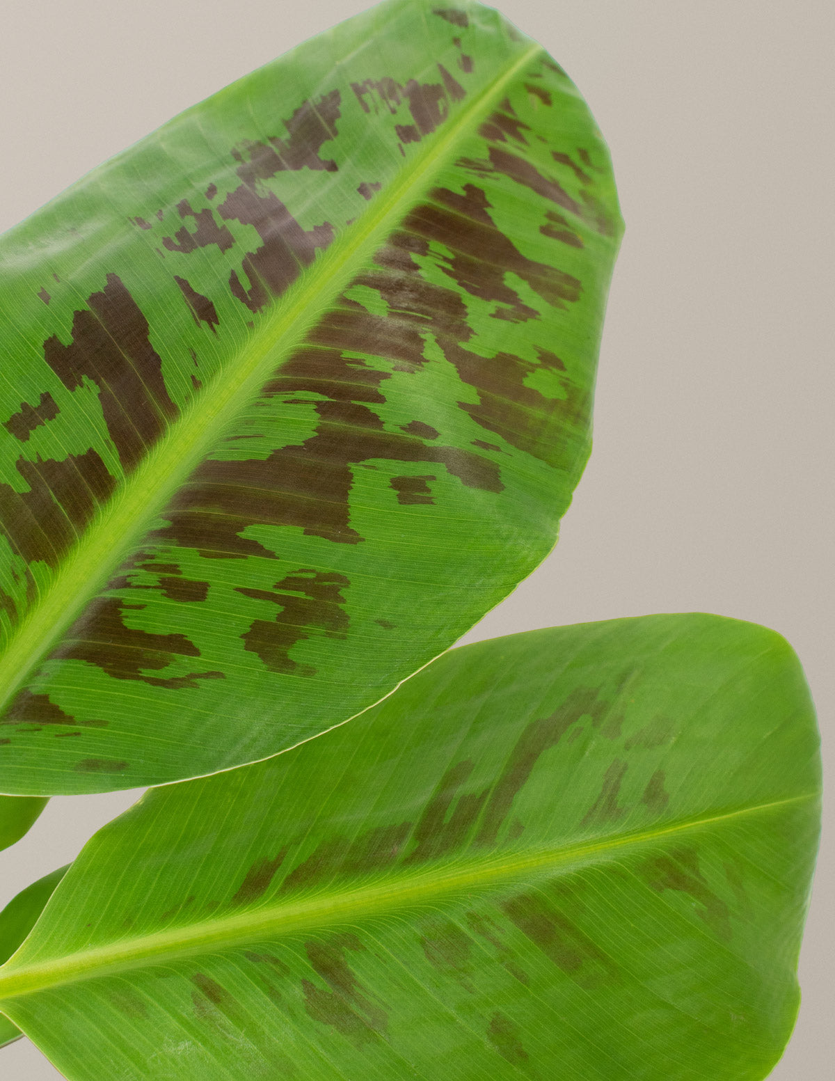 Карликовое банановое дерево