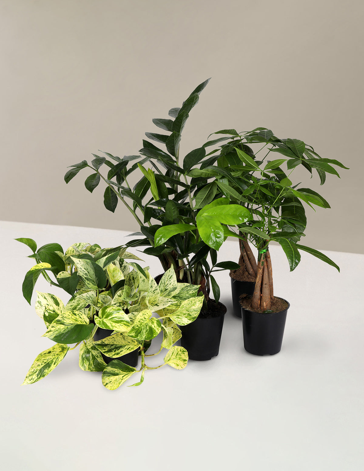 Стартовый набор для вечеринки с растениями