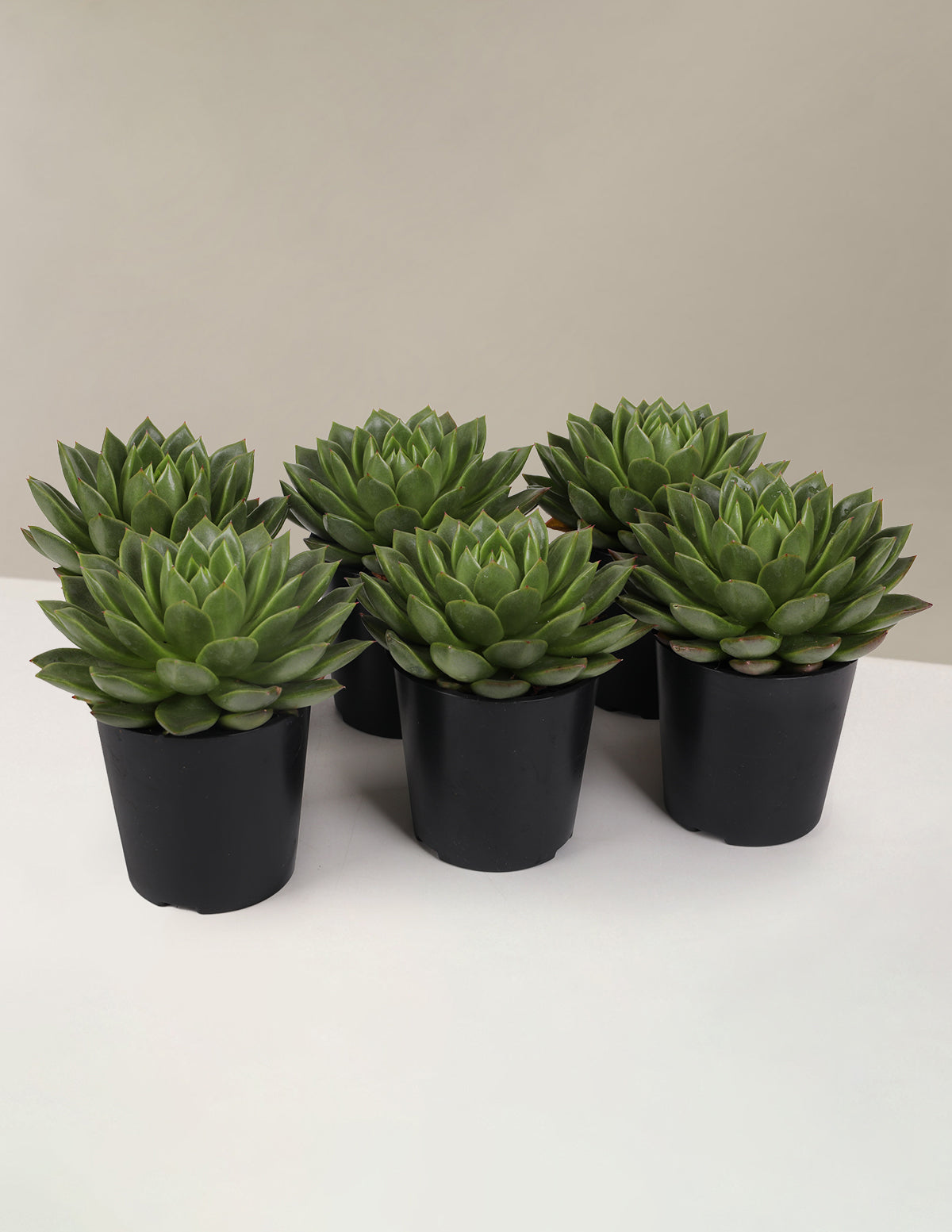 Набор для вечеринки в Эчеверии