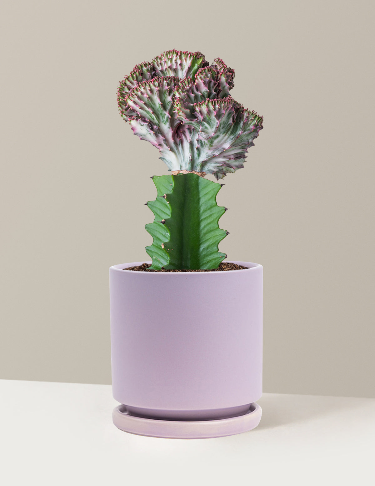 Кактус с хвостом русалки