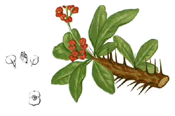 Молочай Миля