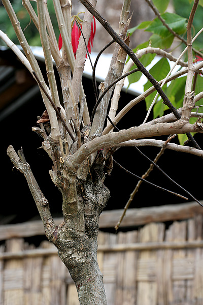 Пуансеттия