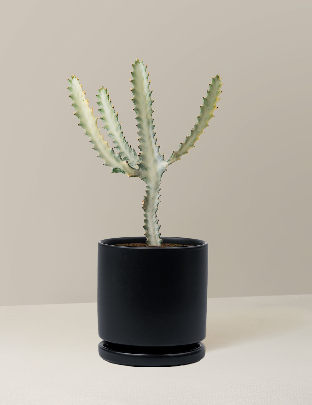 Молочай Белый Призрак