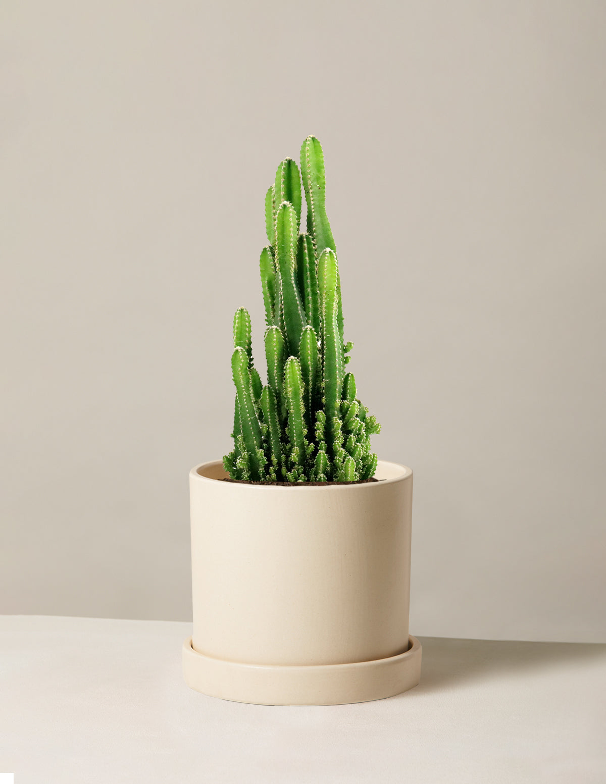 Сказочный замок кактус