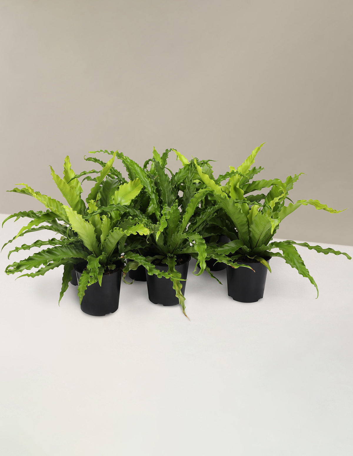 Набор для вечеринки «Друзья Папоротника»