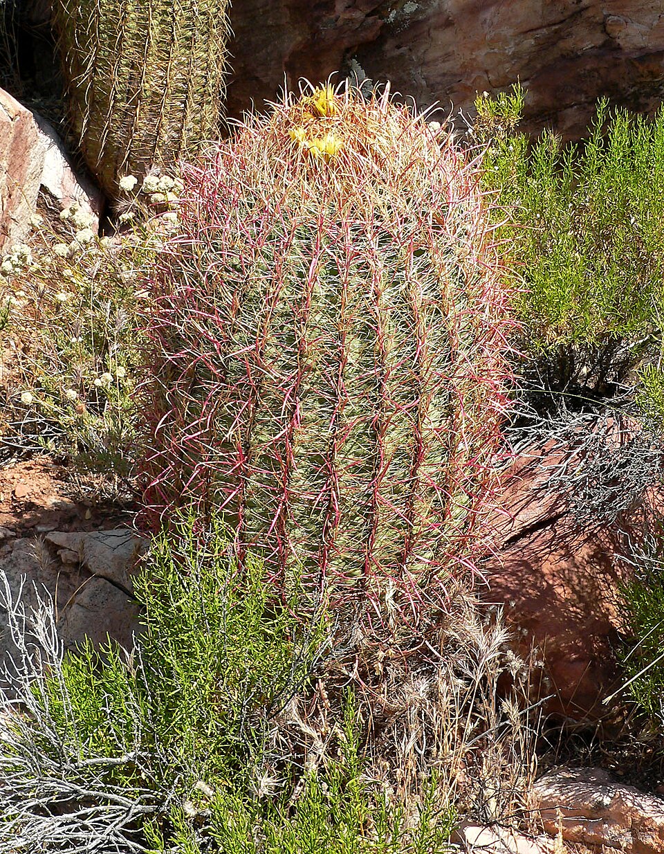 Ферокактус