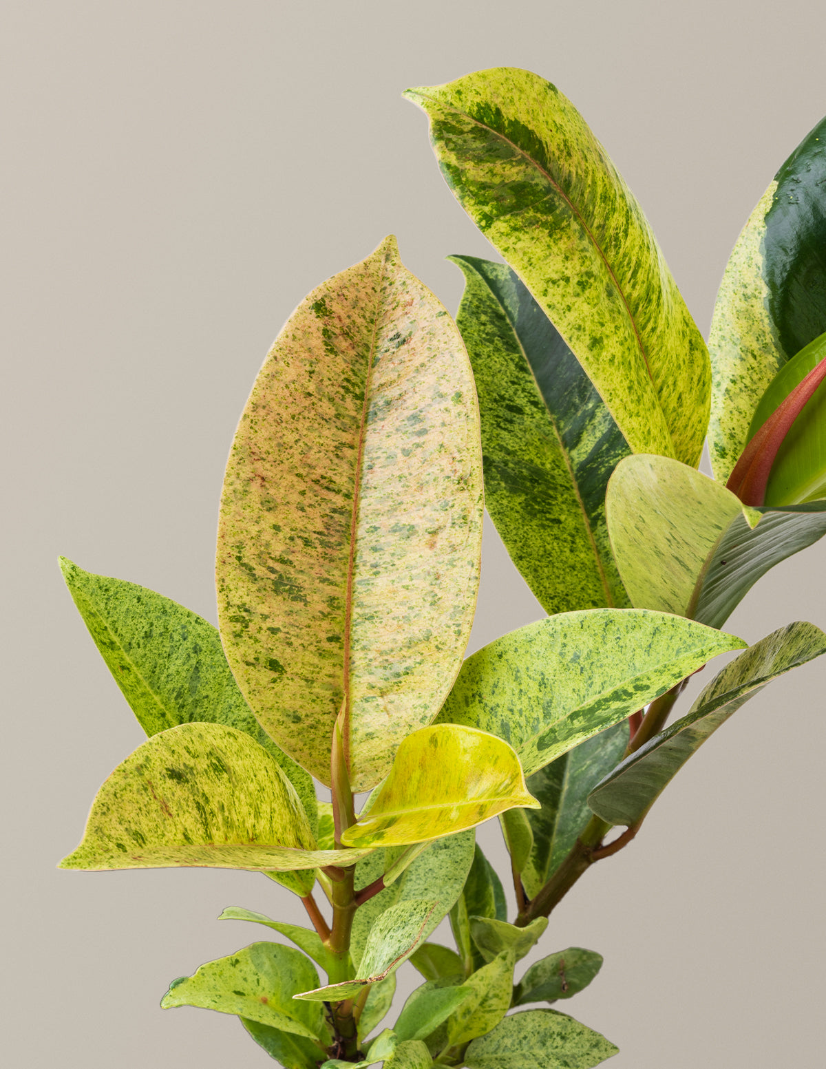 Фикус Шивереана