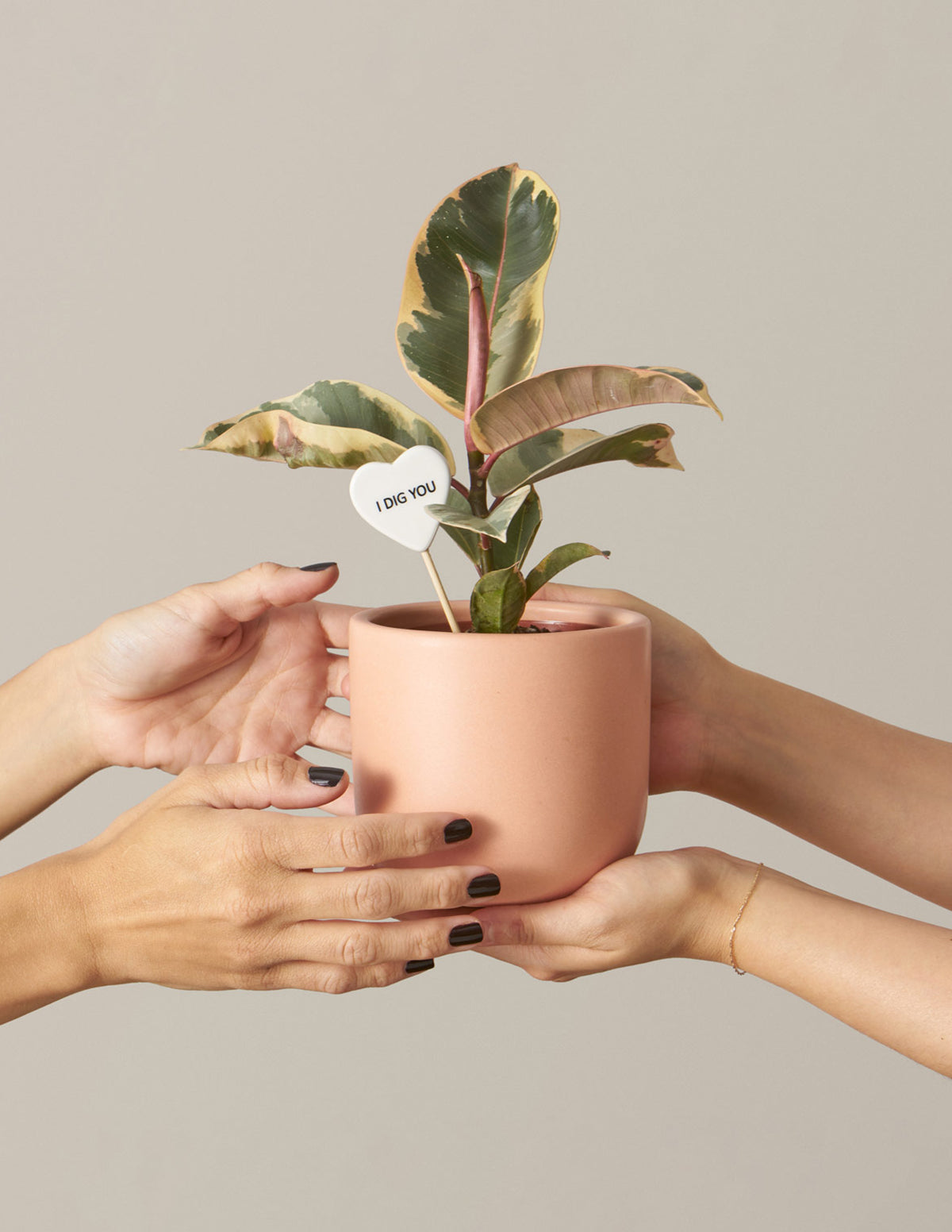 Фикус Тинеке Буш